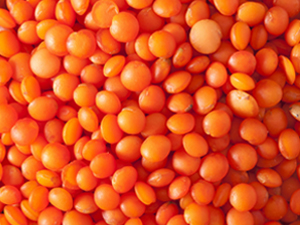 紅扁豆